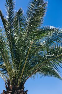 Kaboompics - Green palm tree