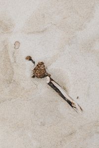 Kaboompics - Stick on the beach