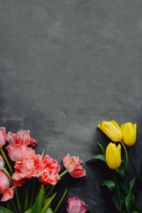 Kaboompics - Colorful flowers on grey background with copy space