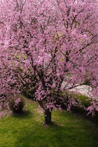 Kaboompics - Cherry plum - Prunus cerasifera