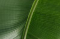 Kaboompics - Banana Green Leaf Backgrounds