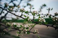 Kaboompics - Close-ups of leaves, flowers and fruit on trees, part 1