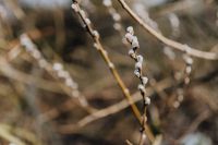 Kaboompics - Fresh spring catkin branches
