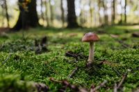 Fungo - funghi - mushroom - moss