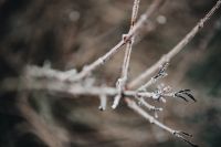 Frozen leaves & twigs