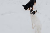 Kaboompics - The white and black dog are playing in the garden on the snow