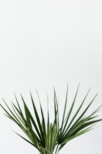Kaboompics - European fan palm