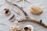 Kaboompics - Seashells - stick - white background