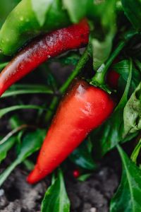 Kaboompics - Red hot chili peppers growing on plant with green leaves