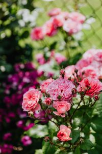 Kaboompics - Pink roses flowers