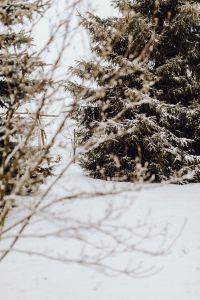 Kaboompics - Branches covered with fresh snow // Spruce, Coniferous Tree