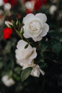 Kaboompics - White roses