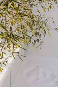 Bamboo in Snow