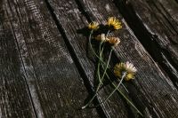 Kaboompics - Yellow flowers on wood