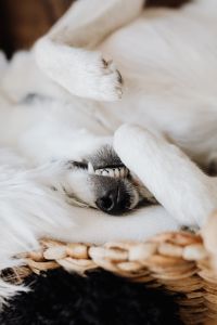 Kaboompics - Sleepy cute dog