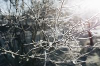 Kaboompics - Winter freeze