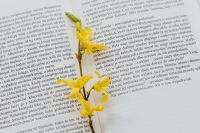 Kaboompics - Book & spring flowers
