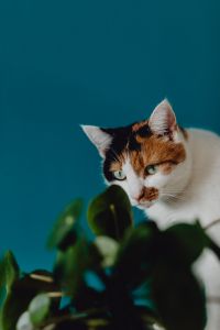 Kaboompics - Cute tricolor cat