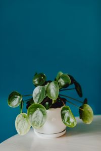 A small Pilea plant in a white pot