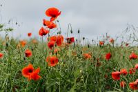 Kaboompics - A field of Red Poppies