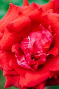 Kaboompics - Red roses flower