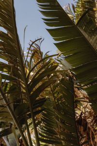 Tropical Vibes of Malta - A Collection of Palms - Cacti and Succulents Perfect for Backgrounds