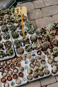 Kaboompics - Tiny cacti and succulents