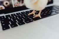 Kaboompics - Newborn little chicken and laptop