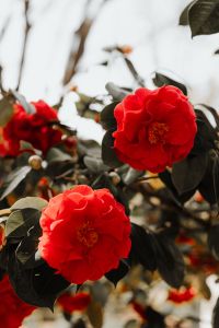 Kaboompics - A beautiful blooming red rose in Madrid Botanic Garden