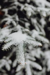 Kaboompics - Branches covered with fresh snow // Spruce, Coniferous Tree