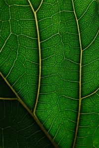 Kaboompics - Ficus Lyrata Leaf