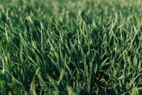 Close-ups of green grass
