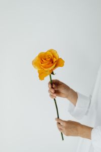 Kaboompics - Orange rose