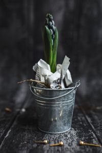 Kaboompics - Green plant in a metal bucket pot