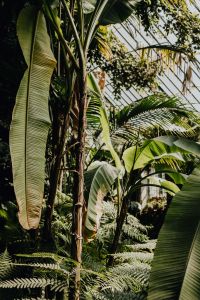 Kaboompics - Tropical plants in botanical gardens