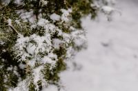 Kaboompics - Branches covered with fresh snow // Yew, Coniferous Tree