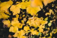Kaboompics - Autumn Details