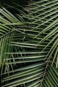 Kaboompics - Tropical palm leaves, floral pattern background