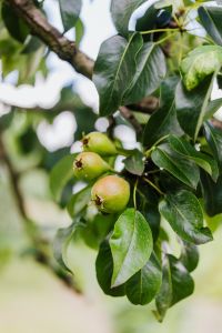 Kaboompics - Pears grow on the tree