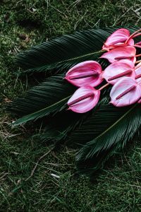 Kaboompics - Anthurium and Sago Palm