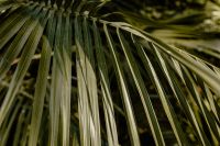 Kaboompics - Palm leaves in the garden