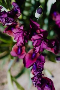 Iris flowers blooming in Madrid Botanic Garden