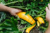 Kaboompics - Squash grows on a plant in the garden