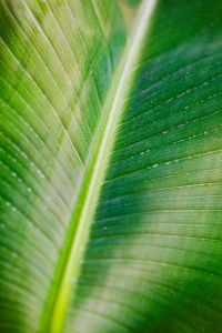 Kaboompics - Musa Dwarf Cavendish Leaf
