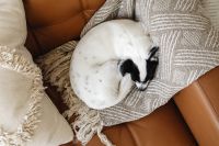 Kaboompics - Cute small dog at home cuddling on a couch - black or white dog - blanket and leather sofa