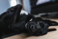 Kaboompics - Adorable black dog