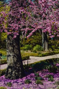 Kaboompics - A blossoming Jacaranda mimosifolia tree