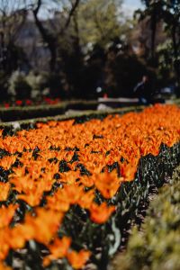 Kaboompics - Orange tulips flowers