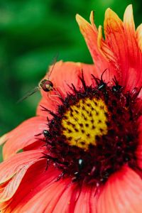 Kaboompics - Vespidae - wasp on flower