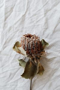 Dried flower - protea